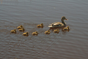 Mother and ducklings