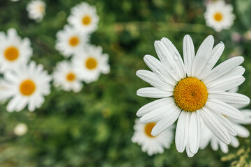 Fototapeta premium Close-up of a blooming daisy with white petals and a yellow center in a summer garden. Soft background of blurred green leaves and other daisies enhances the peaceful natural atmosphere
