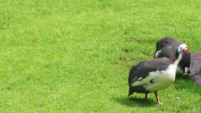 A group of beautiful Helmeted Guineafowl (Numida meleagris), guineafowl, guineahen walking on green grass in the garden.
