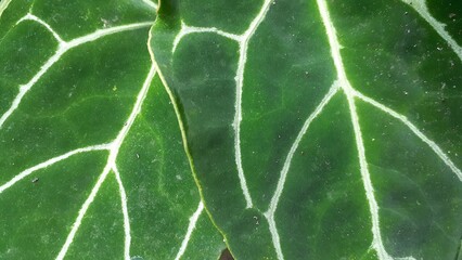 Background of Anthurium crystallinum plant leaves. Evergreen.