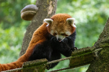 Fototapeta premium panda roux