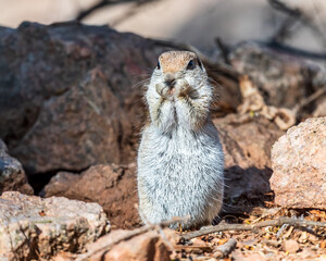 Squirrel on a rock