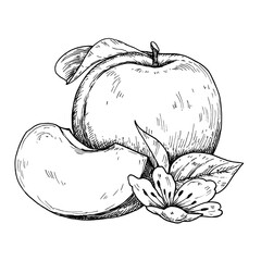 Sketch pen and ink vintage plum  illustration, draft silhouette drawing, black isolated on white background. Food graphic etching design.	