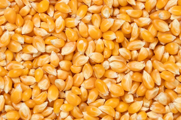 Top view of raw yellow corn kernels background