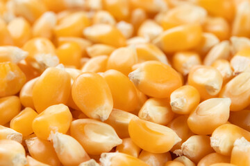 Heap of raw yellow corn kernels. Close up