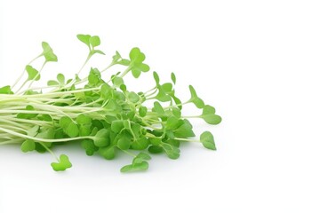 Fresh Watercress Sprouts Isolated on White - Vibrant, healthy watercress sprouts, symbolizing freshness, vitality, nutrition, growth, and purity. A perfect for healthy eating concepts
