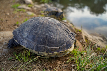 tortoise from Greece closse to the water