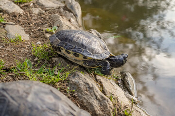 tortoise from Greece closse to the water