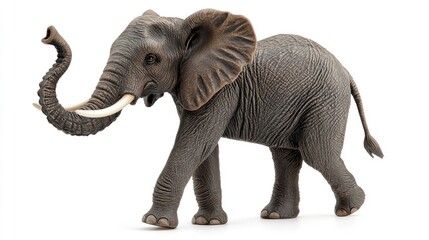 Obraz premium elephant isolated on white