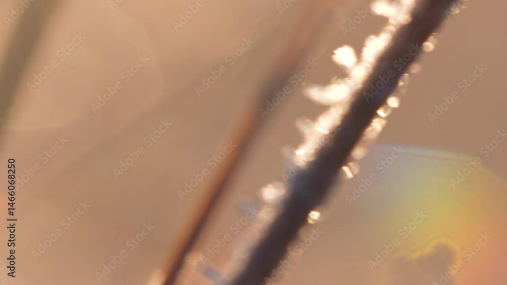 Poster abstract shot of frost-covered branches backlit by sunlight, with soft bokeh creating a dreamy effec
