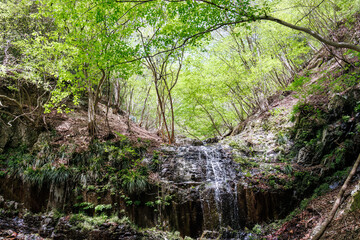 新緑が美しい。
神奈川県清川村、早戸川林道-2025年
