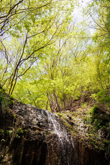 新緑が美しい。
神奈川県清川村、早戸川林道-2025年
