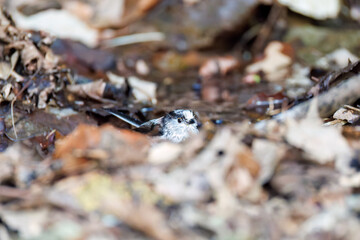 泉で水浴びをする可愛いエナガ（エナガ科）の群れ
英名学名：long-tailed tit (Aegithalos caudatus) 
神奈川県秦野市、弘法山公園、権現山バードサンクチュアリにて
新緑が美しい。
神奈川県清川村、早戸川林道-2025年
