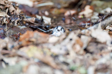 泉で水浴びをする可愛いエナガ（エナガ科）の群れ
英名学名：long-tailed tit (Aegithalos caudatus) 
神奈川県秦野市、弘法山公園、権現山バードサンクチュアリにて
新緑が美しい。
神奈川県清川村、早戸川林道-2025年

