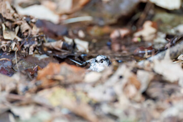 泉で水浴びをする可愛いエナガ（エナガ科）の群れ
英名学名：long-tailed tit (Aegithalos caudatus) 
神奈川県秦野市、弘法山公園、権現山バードサンクチュアリにて
新緑が美しい。
神奈川県清川村、早戸川林道-2025年
