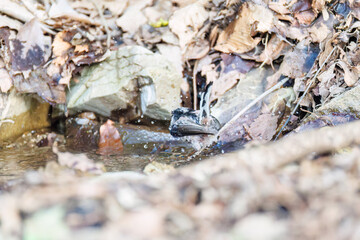泉で水浴びをする可愛いエナガ（エナガ科）の群れ
英名学名：long-tailed tit (Aegithalos caudatus) 
神奈川県秦野市、弘法山公園、権現山バードサンクチュアリにて
新緑が美しい。
神奈川県清川村、早戸川林道-2025年
