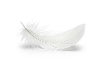 Obraz premium Delicate white feather softly resting on a clean white surface