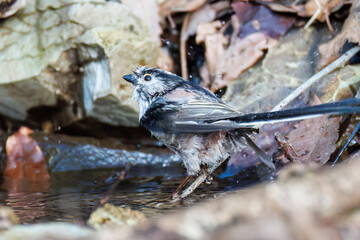 泉で水浴びをする可愛いエナガ（エナガ科）の群れ
英名学名：long-tailed tit (Aegithalos caudatus) 
神奈川県秦野市、弘法山公園、権現山バードサンクチュアリにて
新緑が美しい。
神奈川県清川村、早戸川林道-2025年
