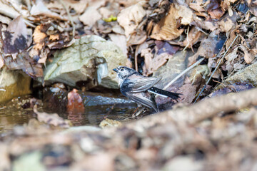 泉で水浴びをする可愛いエナガ（エナガ科）の群れ
英名学名：long-tailed tit (Aegithalos caudatus) 
神奈川県秦野市、弘法山公園、権現山バードサンクチュアリにて
新緑が美しい。
神奈川県清川村、早戸川林道-2025年

