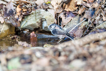 泉で水浴びをする可愛いエナガ（エナガ科）の群れ
英名学名：long-tailed tit (Aegithalos caudatus) 
神奈川県秦野市、弘法山公園、権現山バードサンクチュアリにて
新緑が美しい。
神奈川県清川村、早戸川林道-2025年
