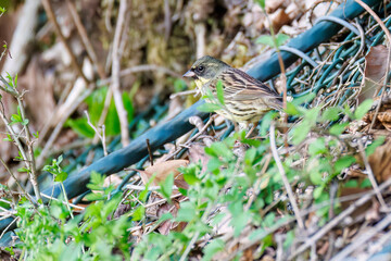 餌を探す可愛いアオジ（ホオジロ科）
英名学名：Grey-tailed Tattler (Emberiza spodocephala)
新緑が美しい。
神奈川県清川村、早戸川林道-2025年
