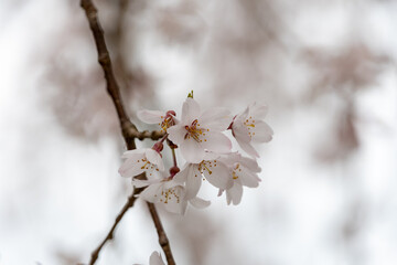 満開のソメイヨシノのクローズアップ