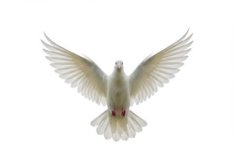 Obraz premium Dove in flight with wings spread wide against a white background