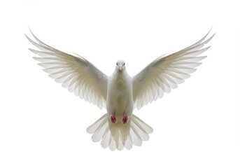 Fototapeta premium Dove with wings spread wide open on white background