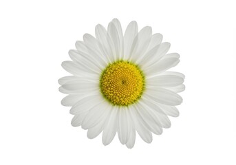 Isolated daisy flower with white petals and yellow center on white background