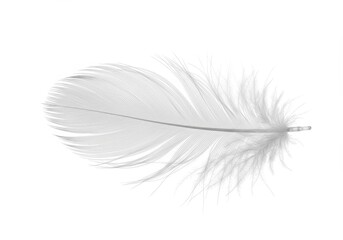 Fototapeta premium Delicate white feather isolated against a clean white background