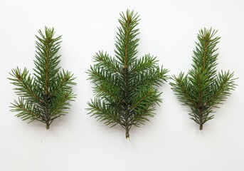 Obraz premium Three sprigs of green fir tree on a white background viewed from above