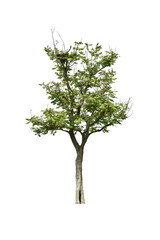  Trees and bonsai green leaves. (autumn)
The Ratchaphruek tree is blooming bright yellow. (png)		