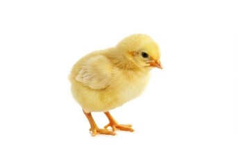 Obraz premium A small yellow chick stands alone on a white background in a studio shot, looking to the right
