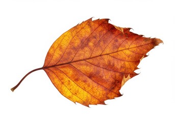 Isolated autumn leaf displaying shades of yellow and brown with visible veins on a white background