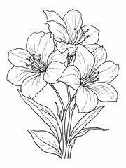 A white vanilla flower line art on white backdrop.eps