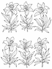 Andean Mountain Lily minimalist floral line art design.eps