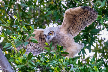 Great Horned Owl owlet (Bubo virginianus) is getting ready for the first flight