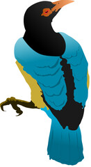 blue bird vector illustration