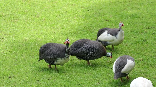 A group of beautiful Helmeted Guineafowl (Numida meleagris), guineafowl, guineahen walking on green grass in the garden.