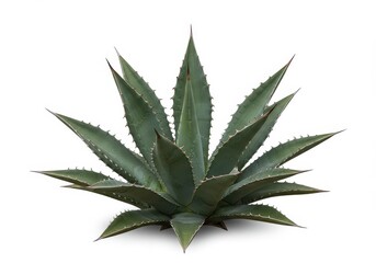 Agave plant with sharp leaves and spiky edges isolated on a white background, showcasing its unique botanical features