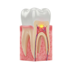 3D Rendered Human Tooth Anatomy Cross Section of a Molar Illustrating Pulp, Dentin, Enamel, and Root Structure with Blood Vessels and Nerves.  Realistic Medical Illustration with Transparent