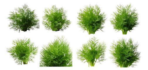 Fresh Green Lettuce Varieties Isolated on White Background for Cooking, Isolated on Transparent, white background