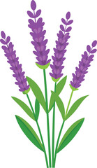 Fototapeta premium Isolated purple lilac flowers a spring blossom of nature's beauty bloom with delicate petals on a white background