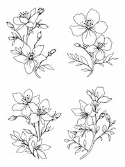 Fototapeta premium Cape leadwort flower simple 2D line art drawing.eps