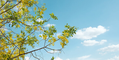 Yellow flowers blooming with Branches and leaves on clear sky background. Spring natural flowers concept