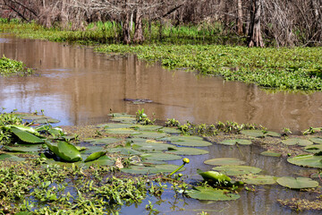water lilies in the bayou