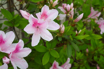 Pink flowers 