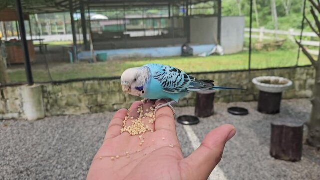 Blue Budgerigar young male on hand eating white millet Melopsittacus undulatus Budgiein the case . Friendship between a man and a bird.