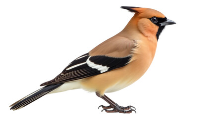 Fototapeta premium Vibrant American Goldfinch perched on clean white background, detailed profile of colorful wild bird, natural beauty and avian life