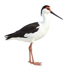 Obraz premium Elegant black-necked stilt bird standing isolated on white background for wildlife conservation marketing campaigns, eco-friendly branding, and nature-inspired corporate presentations with copy
